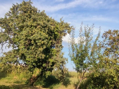 Tepka