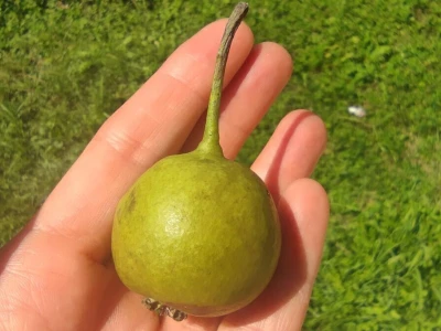 Tepka