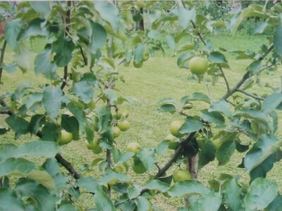 Terapijska zajednica Bihać