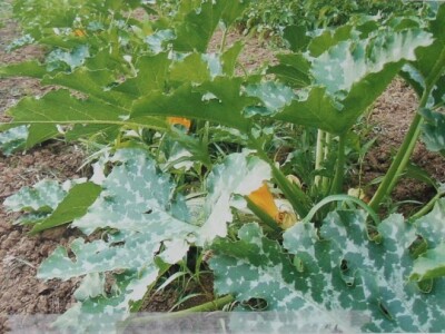 Terapijska zajednica Bihać