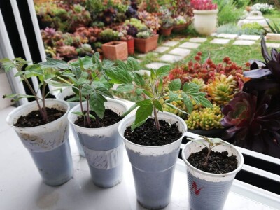 Čuvanje sjemena rajčica