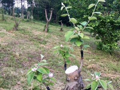 Terra Pomarium obitelji Uremović