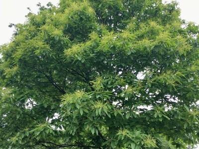 Terra Pomarium obitelji Uremović