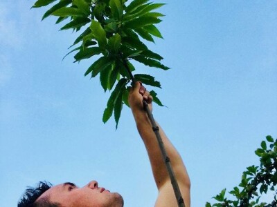 Terra Pomarium obitelji Uremović