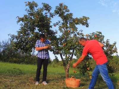 Terra Pomarium obitelji Uremović