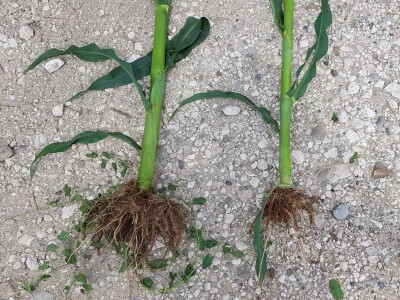 TerraCalco 95 - kalcijevo gnojivo u granulama