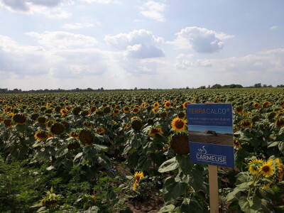 TerraCalco 95 - kalcijevo gnojivo u granulama