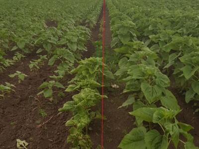 TerraCalco 95 - kalcijevo gnojivo u granulama