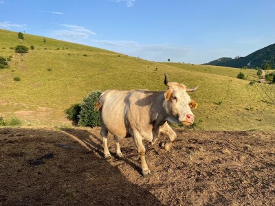 Tešija … ne objaviti još