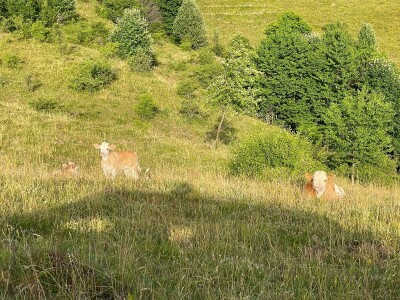 Tešija … ne objaviti još