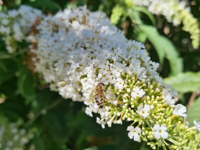 Teška godina za pčelare Teška godina za pčelare