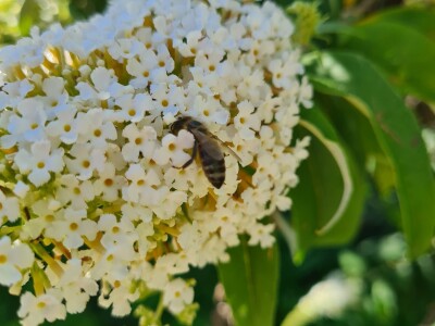 Teška godina za pčelare Teška godina za pčelare