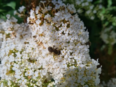 Teška godina za pčelare Teška godina za pčelare