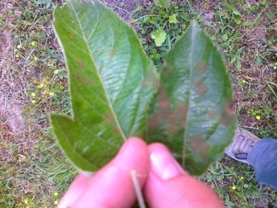 Teška primarna infekcija asko sporama (sporulacija vidljiva)