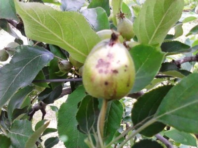 Teška primarna infekcija na mladom plodu