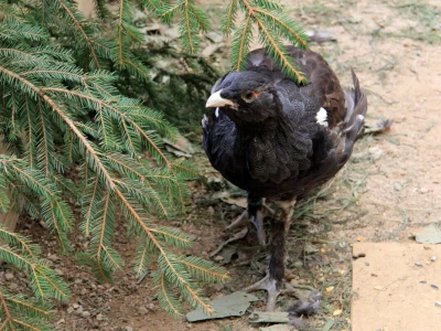 Tetrijeb gluhan