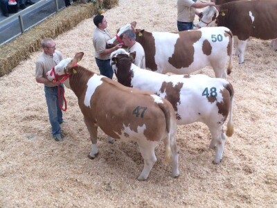 OPG Tihomir Horvat OPG Tihomir Horvat