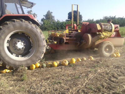 Berba buča Berba buča