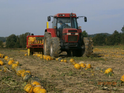 Berba buča Berba buča