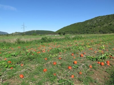 Tikve u Mućkom polju