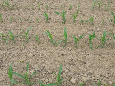 Timac Agro Timac Agro