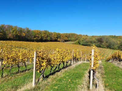 Timac Agro i Enosophia