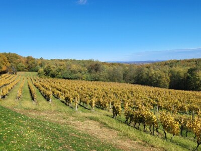 Timac Agro i Enosophia