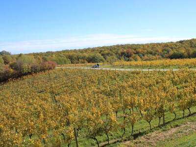 Timac Agro i Enosophia