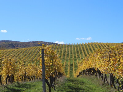 Timac Agro i Enosophia