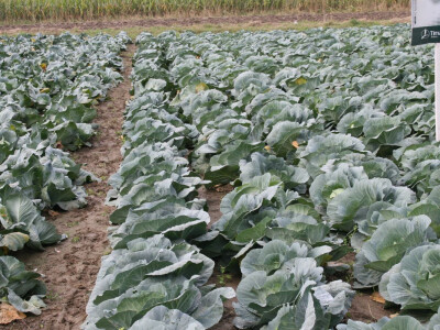 Timac ago - Dan polja kupusa