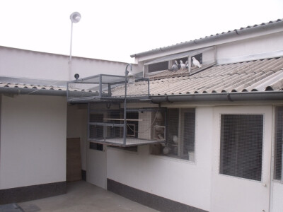 Natjecateljski dio golubinjaka