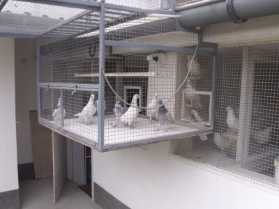 U zraku lete desetak i više sati