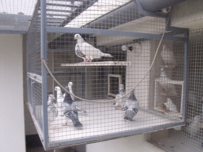 uglavnom su plave i kovane boje