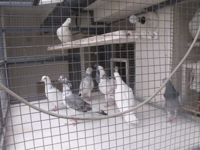 Tipler je kralj letača