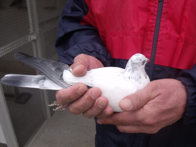 Jedan od aseva iz ivicinog golubinjaka