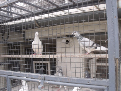 Jakobović je ukupni pobjednik za 2017.