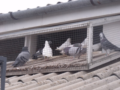 Na vrhu golubinjaka. Pogled u okolicu