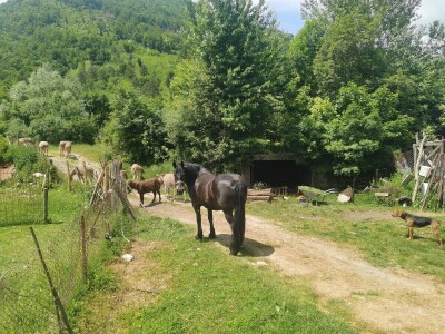 Tiškovac - zaboravljeno selo Tiškovac - zaboravljeno selo