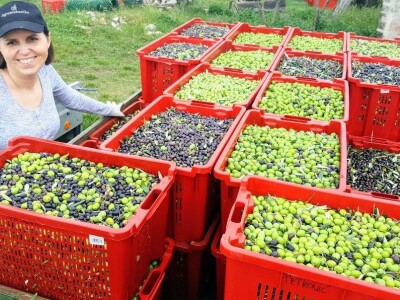 TO MORA DA JE LJUBAV:Supružnici Vedrana i Saša  ručno napunili, oblijepili i prodali 15 tisuća boca maslinovog ulja! TO MORA DA JE LJUBAV:Supružnici Vedrana i Saša  ručno napunili, oblijepili i prodali 15 tisuća boca maslinovog ulja!