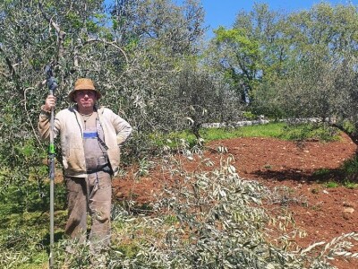 TO MORA DA JE LJUBAV:Supružnici Vedrana i Saša  ručno napunili, oblijepili i prodali 15 tisuća boca maslinovog ulja! TO MORA DA JE LJUBAV:Supružnici Vedrana i Saša  ručno napunili, oblijepili i prodali 15 tisuća boca maslinovog ulja!