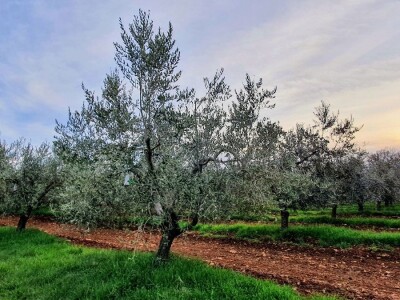 TO MORA DA JE LJUBAV:Supružnici Vedrana i Saša  ručno napunili, oblijepili i prodali 15 tisuća boca maslinovog ulja! TO MORA DA JE LJUBAV:Supružnici Vedrana i Saša  ručno napunili, oblijepili i prodali 15 tisuća boca maslinovog ulja!