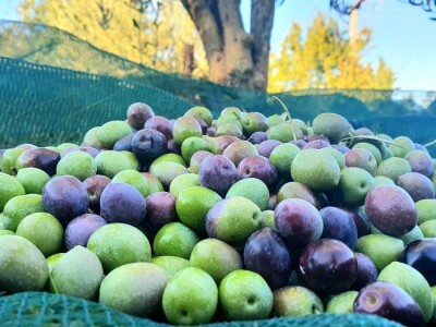 TO MORA DA JE LJUBAV:Supružnici Vedrana i Saša  ručno napunili, oblijepili i prodali 15 tisuća boca maslinovog ulja! TO MORA DA JE LJUBAV:Supružnici Vedrana i Saša  ručno napunili, oblijepili i prodali 15 tisuća boca maslinovog ulja!