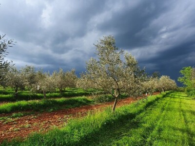TO MORA DA JE LJUBAV:Supružnici Vedrana i Saša  ručno napunili, oblijepili i prodali 15 tisuća boca maslinovog ulja! TO MORA DA JE LJUBAV:Supružnici Vedrana i Saša  ručno napunili, oblijepili i prodali 15 tisuća boca maslinovog ulja!