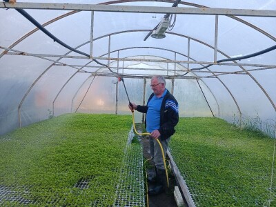 Tomica Japarić, proizvodnja povrća.