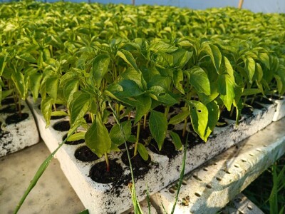 Tomica Japarić, proizvodnja povrća.