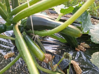 Tomica Japarić, proizvodnja povrća.