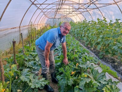 Tomica Japarić, proizvodnja povrća.