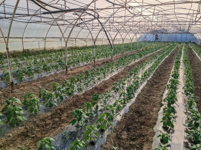 Tomica Japarić, proizvodnja povrća.