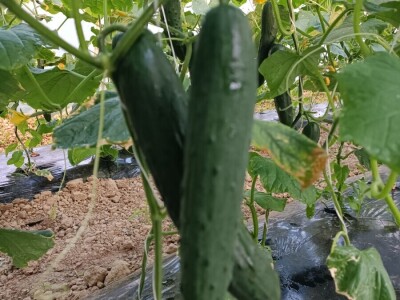 Tomica Japarić, proizvodnja povrća.