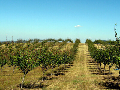 Tomislav Marković iz sela Gornja Trešnjevica kod Aranđelovca ima 18 hektara pod šljivom